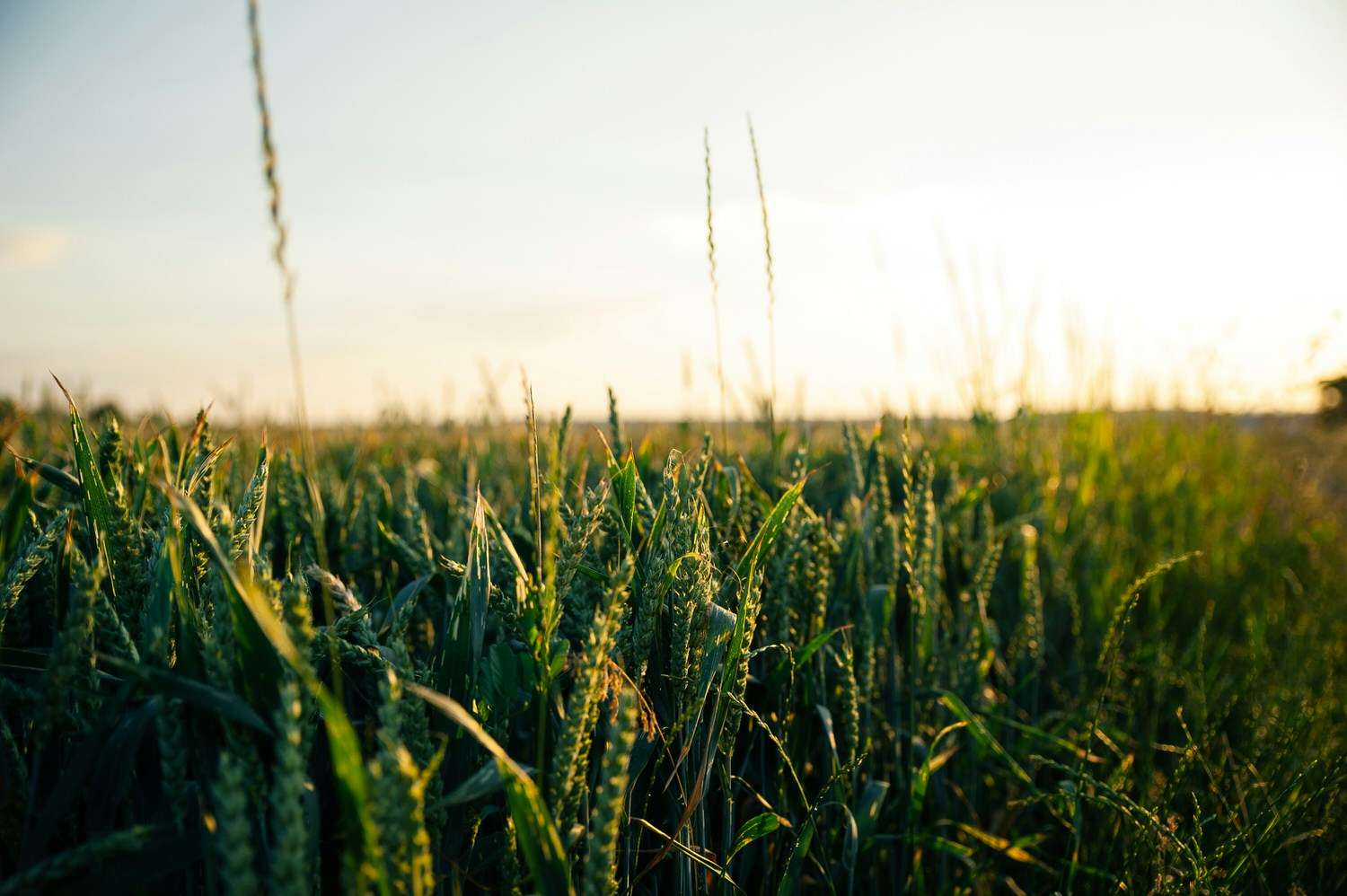 arizona-crop-improvement-association-grower-warehouse-certificate-hay-broker-bond